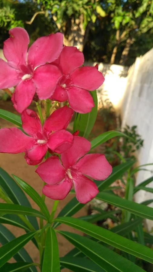 Umaya Holiday Home Anuradhapura Luaran gambar